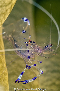 Tiny Sarasvati Anemone Shrimp Periclimenes sagittifer by Jose Maria Abad Ortega 